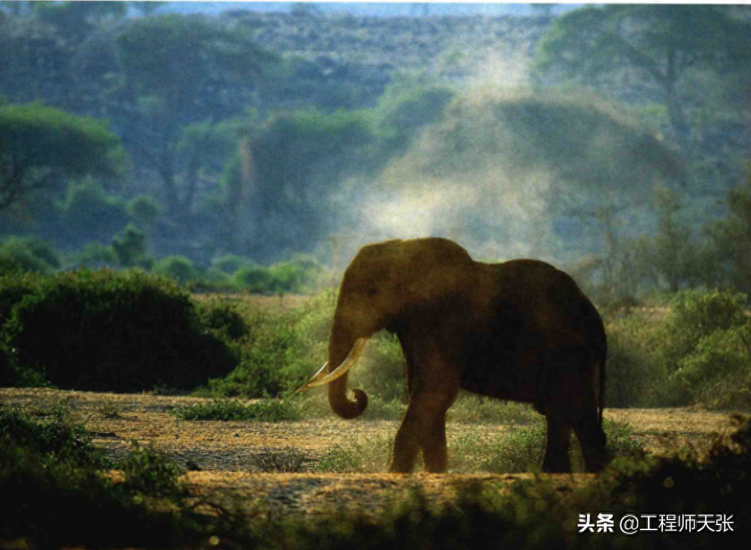 象群首领一般由公象还是母象担任-（象群担任首领的是雌象还是雄象）